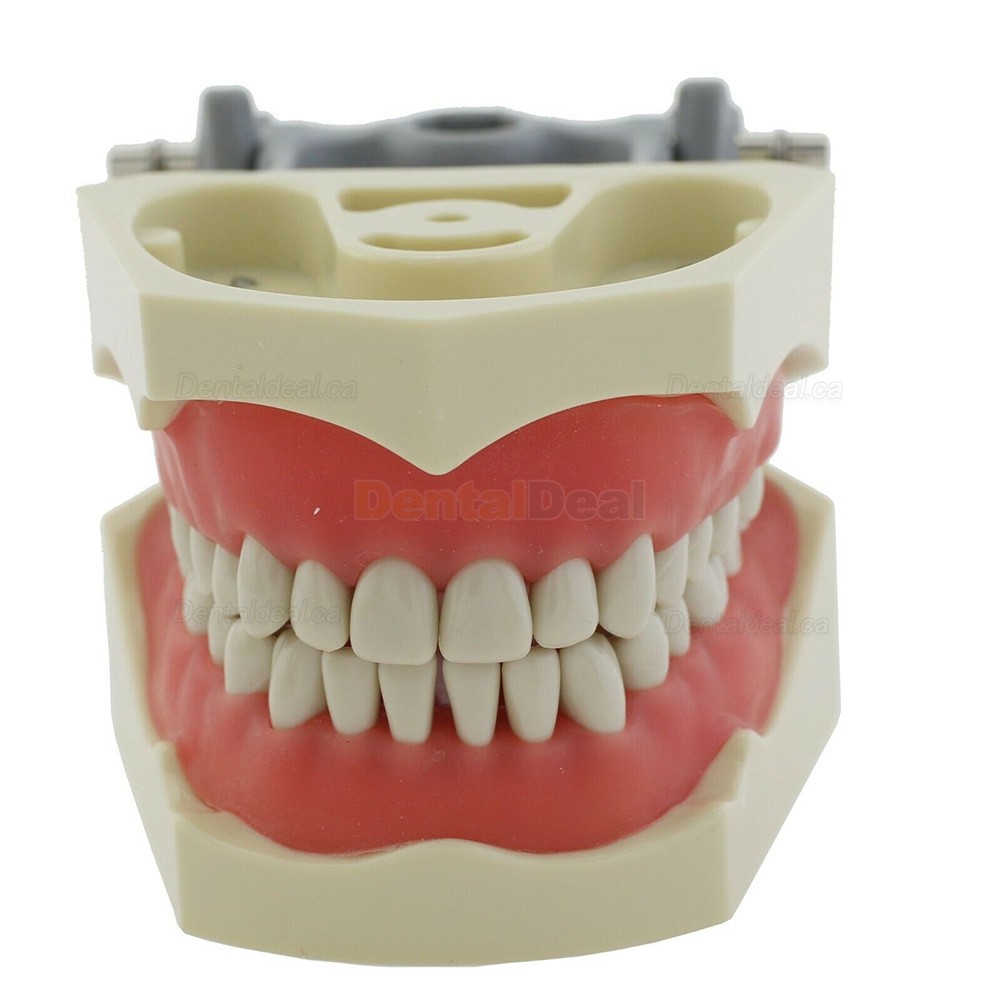 Dental Typodont Model 32Pcs Teeth M8030 Fit Columbia 860